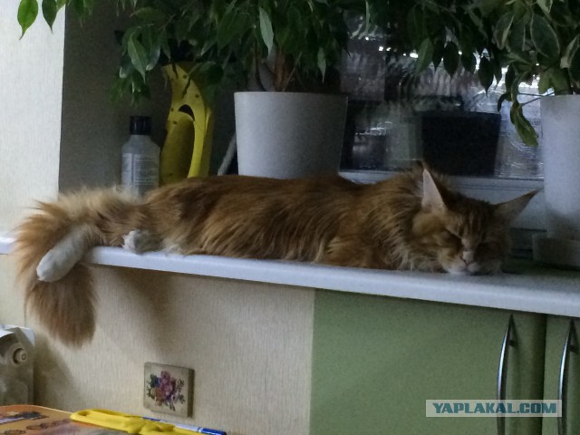 Котовторник 09.09.2014