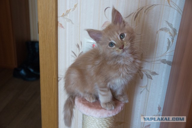 Котовторник 06.01.2015