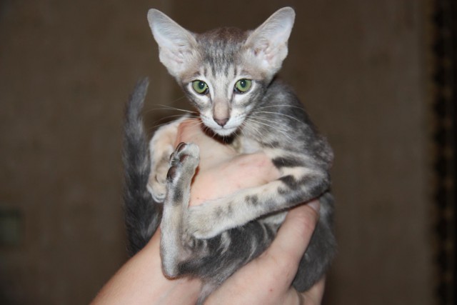 Котовторник 16.06.2015., Котовторник наступил!