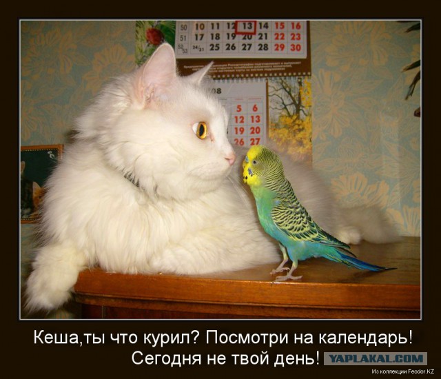 Котовторник 15-09-2015 !