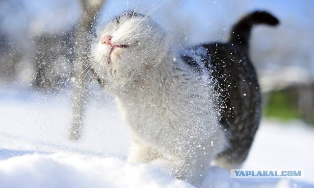 Котики отряхиваются от воды