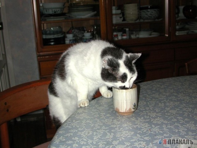 Коты, кошки, котята