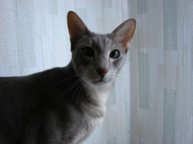 Коты, кошки, котята