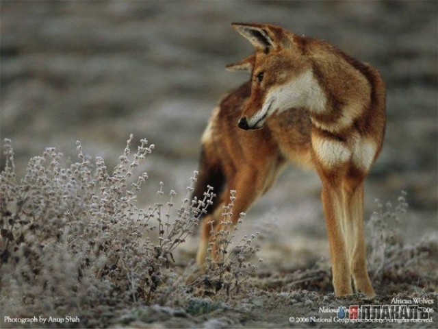 Лучшие фотографии National Geographic