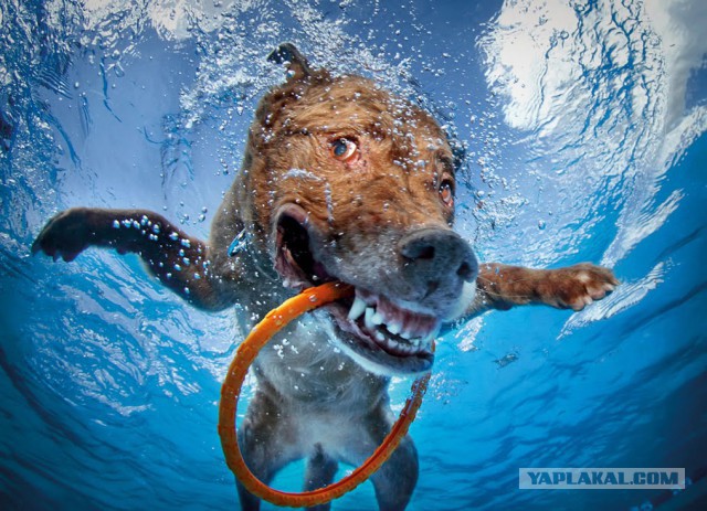 Подборка интересных и веселых картинок