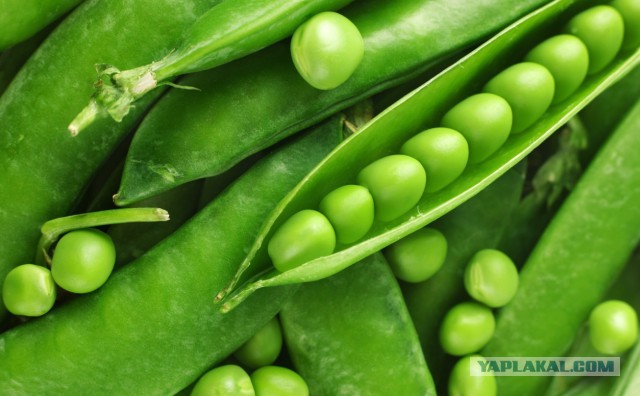 Юкка: уход и размножение