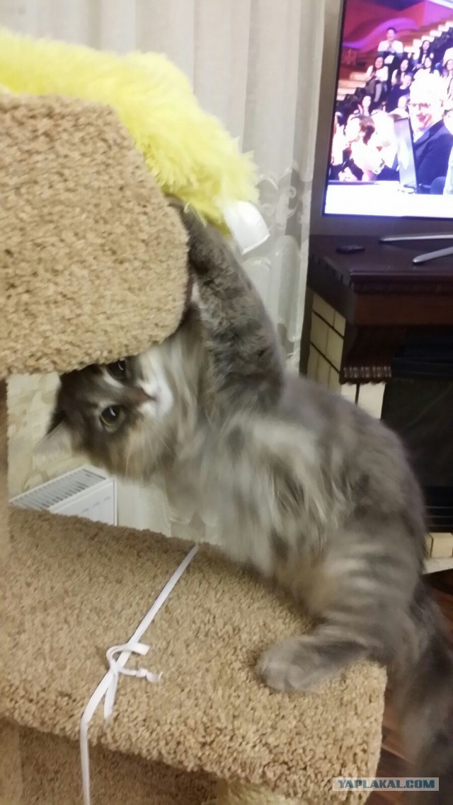 Котовторник 26.07 2016