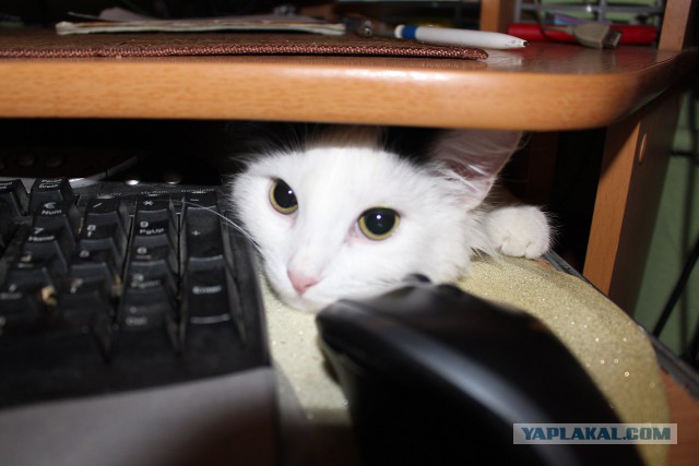 20 мест, в которых не должно было быть кота, но вот он
