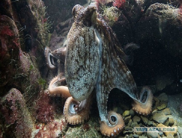 Ученые решили, что осьминоги имеют инопланетное происхождение.