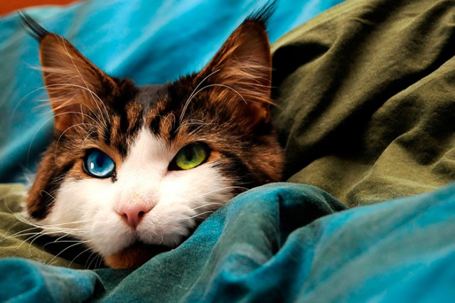 Коты и Кошки