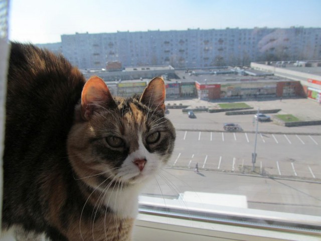 Котовторник 11/04/2017