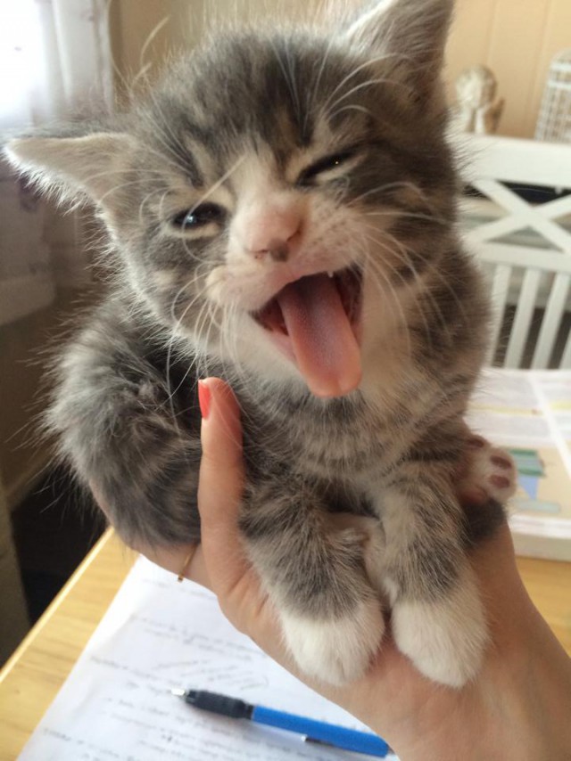 Коты и Кошки