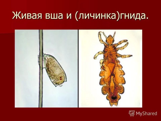 Суровый маркетинг