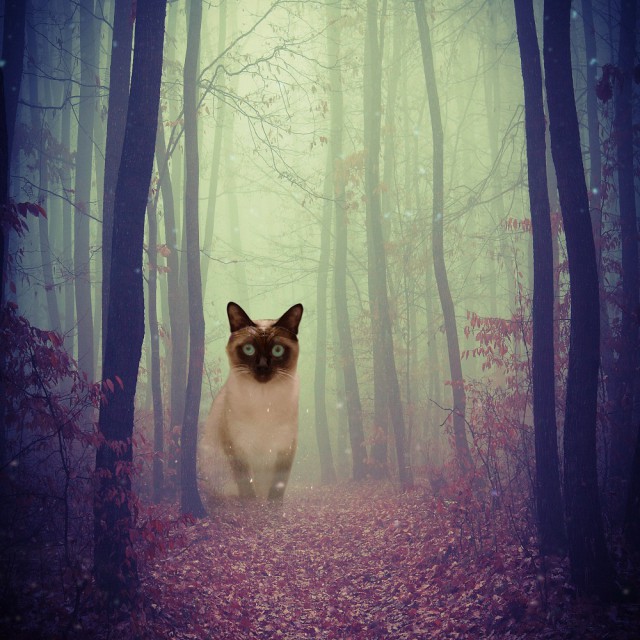 Коты и Кошки
