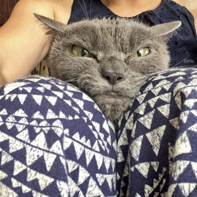 Коты и Кошки