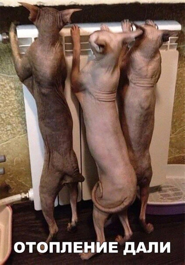 Коты и Кошки