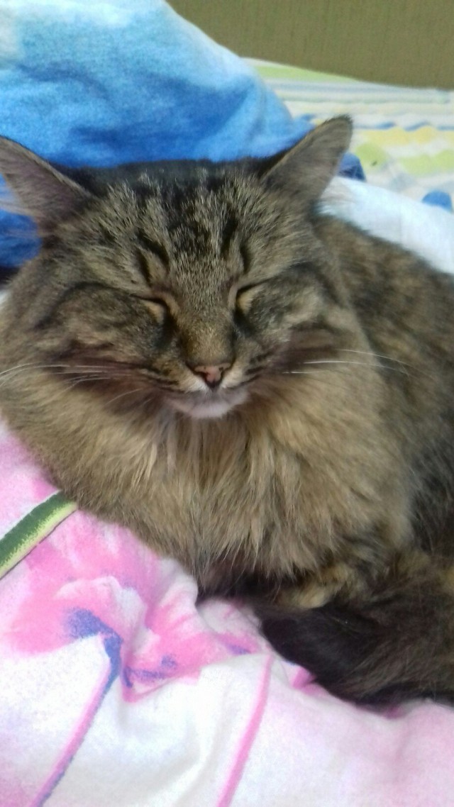 Коты и Кошки