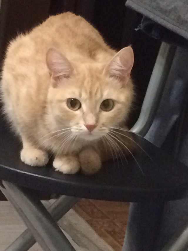 Коты и Кошки