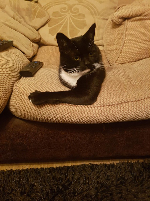 Коты и Кошки
