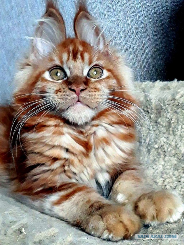 Джокер и его семья