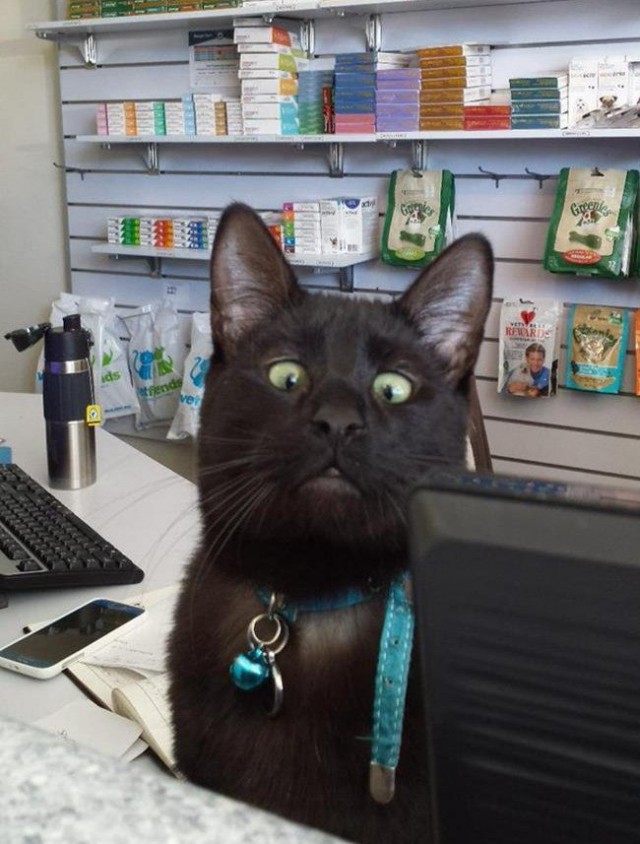 Прикольных котов пост