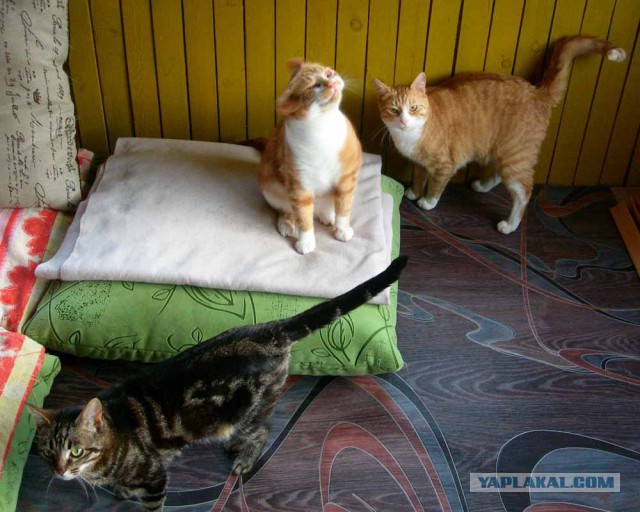 Котовторник 29.5.18