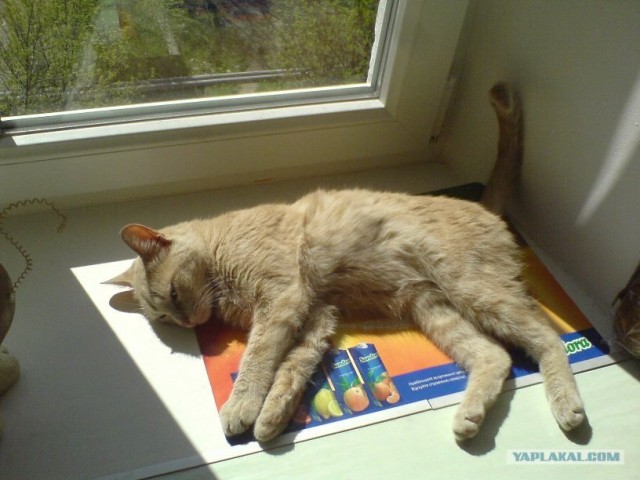 Ура, котовторник! (01.07.2008)