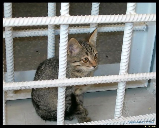 Котовторник (13.01)