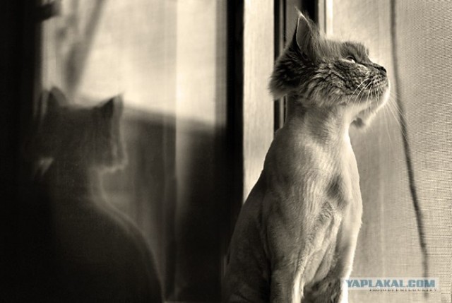 Котовторник ужасов (36 фот)