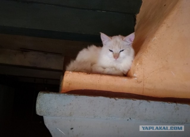 Жизнь домашнего приюта для котеек 232