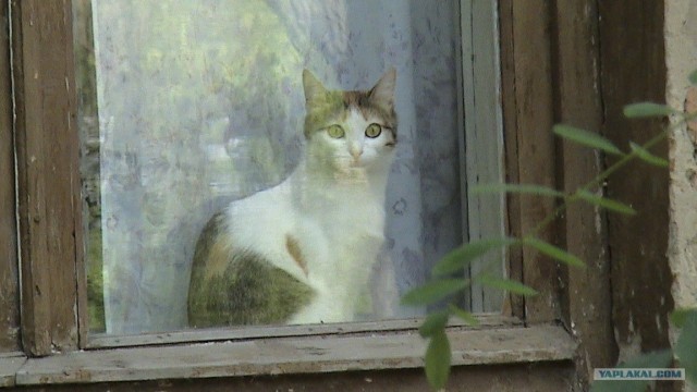 Ну что, котовторник?