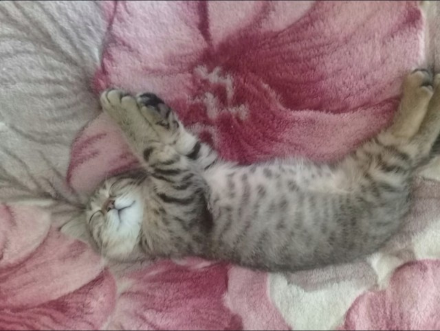 Немного милоты