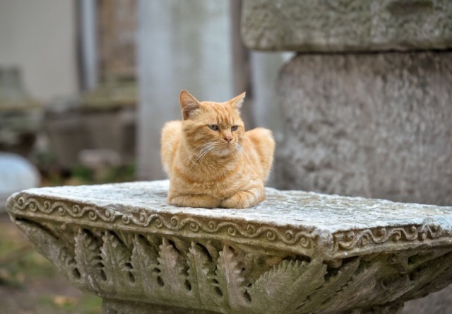Прикольных котов пост