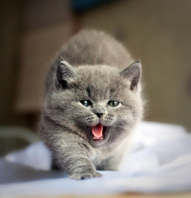 Котовторник, для любителей кошек