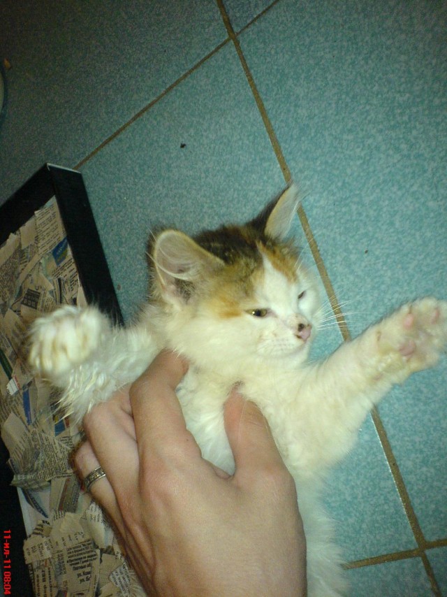Десантный котовторник