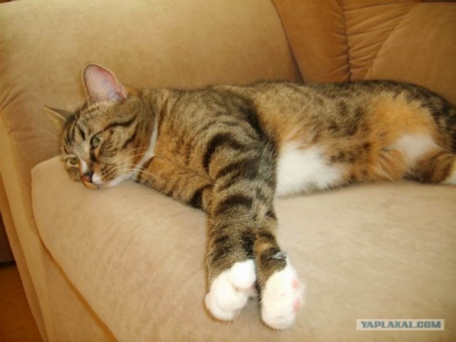 Котовторник 06.09.11