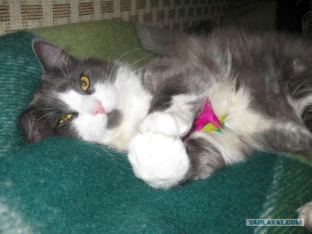 Первый котовторник октября