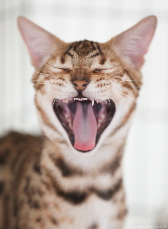 Котовторник! 08.11.11