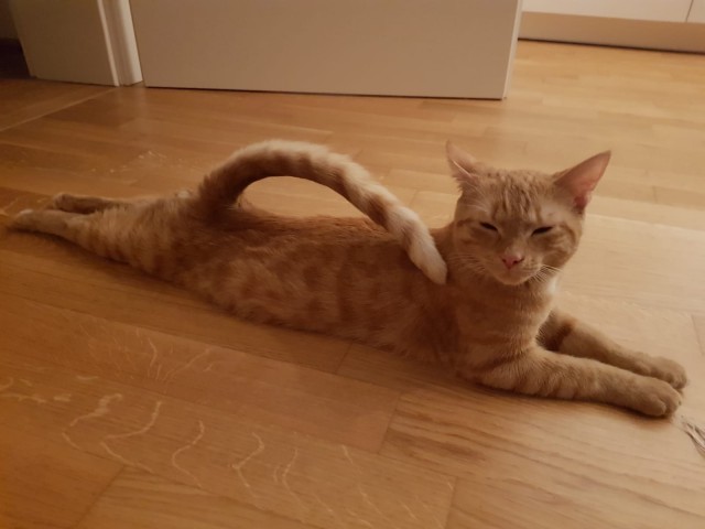 Прикольных котов пост