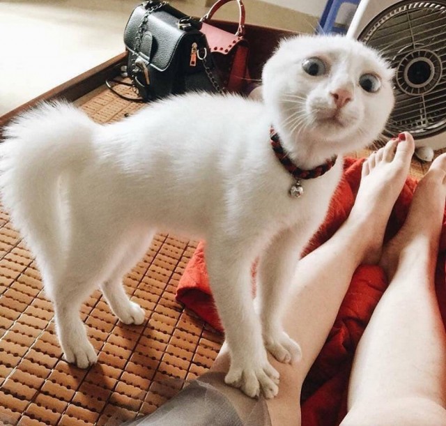 Прикольных котов пост
