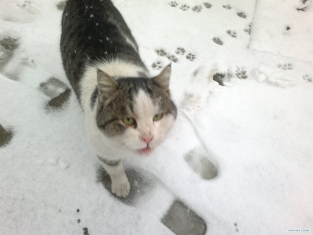 Котовторник (14.02.2012)
