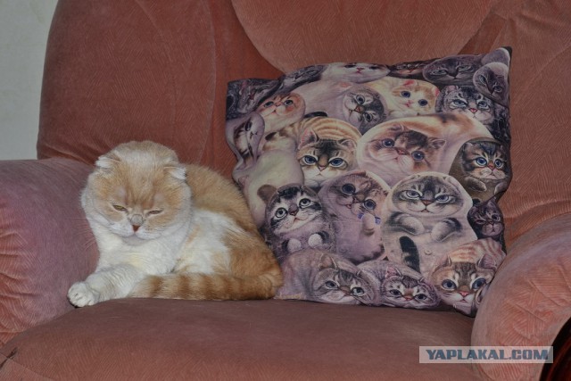 Котовторник 18.12.2018