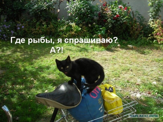 КОТОВТОРНИК (6.03.2012)