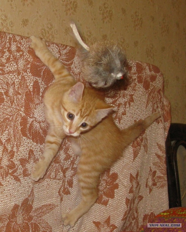 Котовторник 10.04.2012