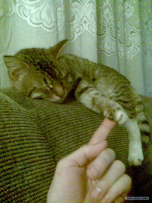 Котовторник на 26.06.12