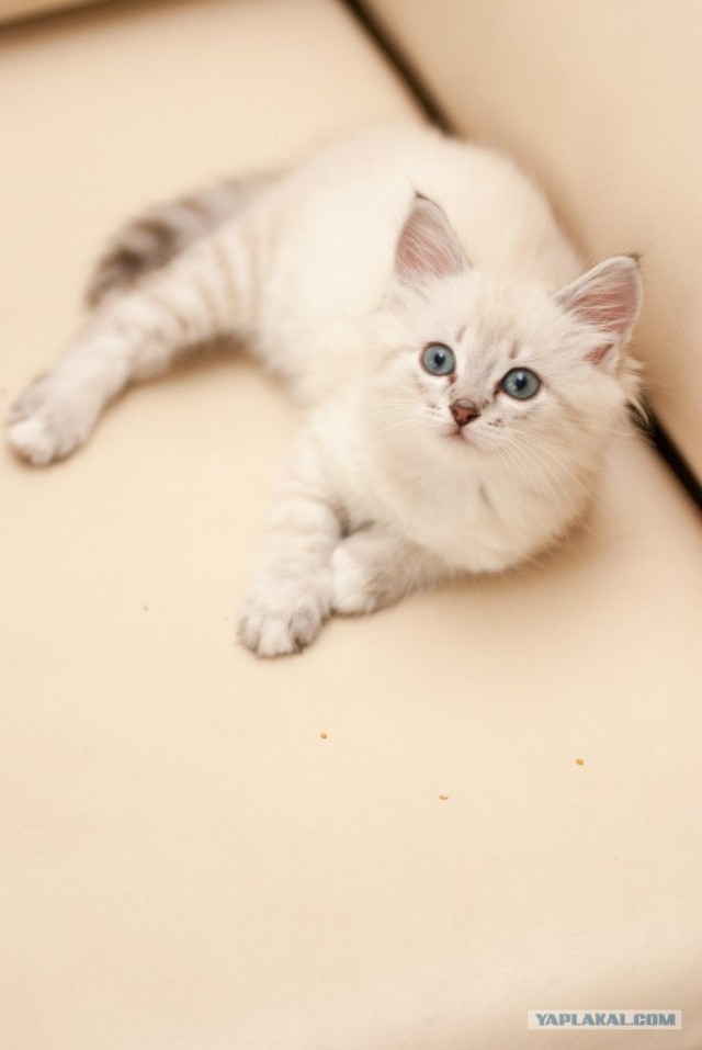 Котовторник 10. 07. 2012