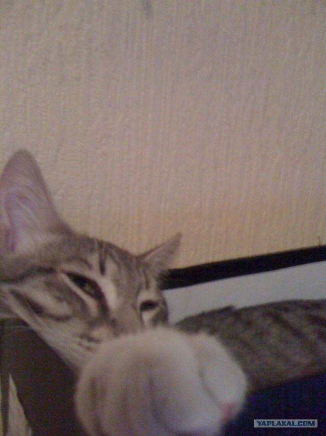 Котовторник 07.08.2012