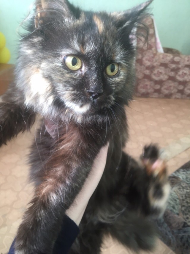 Прикольных котов пост