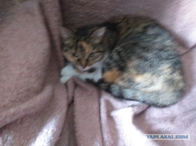 Котовторник  06.08.2019