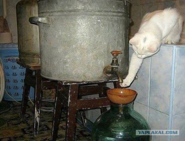 Эволюция самогоноварения